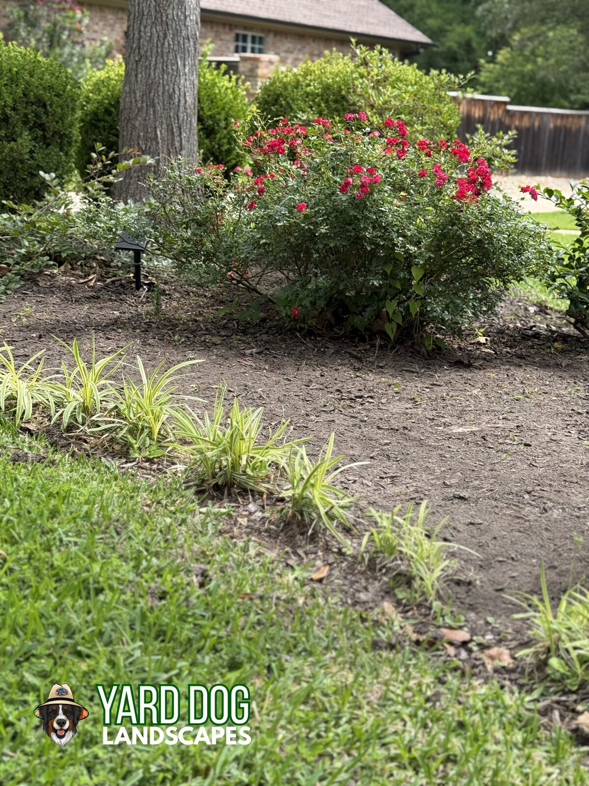 Front flower bed before a Yard Dog renovation in East Texas