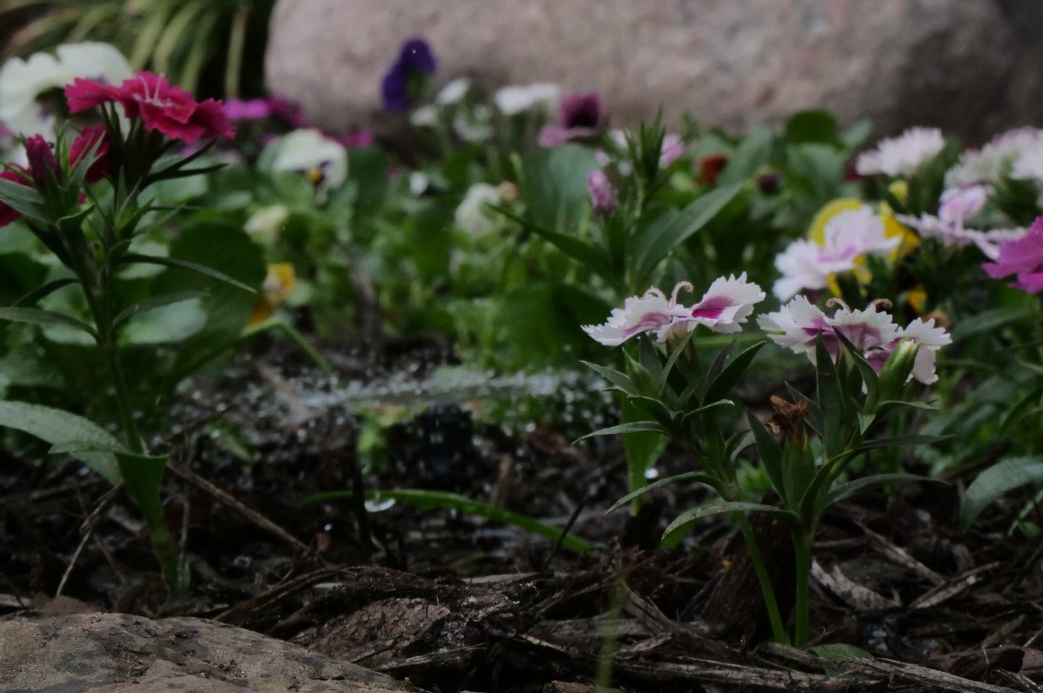 Tree & Shrub Care in Kilgore, TX