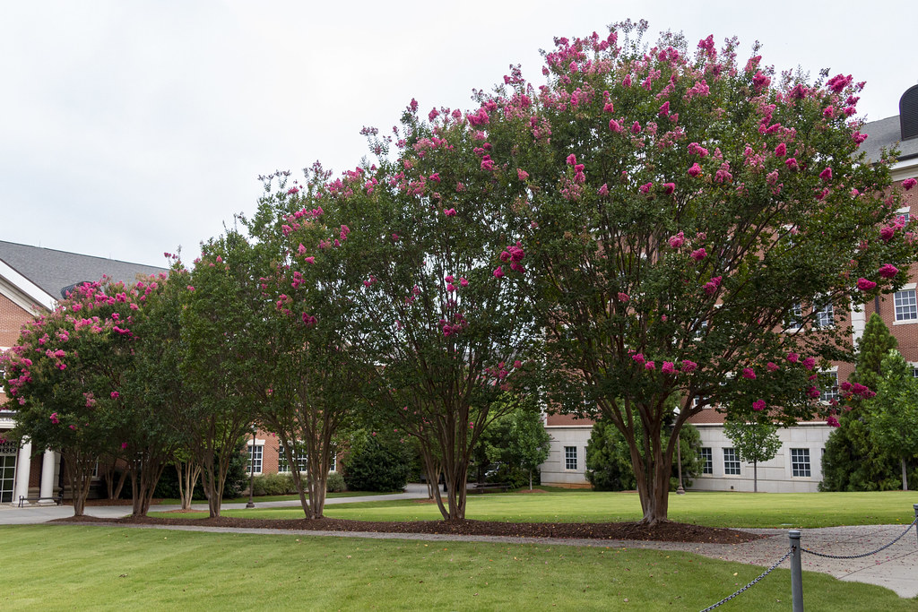 A row of mature crepe myrtles in full pink bloom with open vase-shaped canopies and smooth multi-trunk stems, growing in a mown lawn beside a brick building