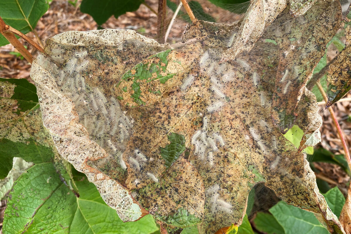 Fall webworm caterpillars inside a sheet of webbing spun over leaves at a branch tip, with the leaves eaten down to lace and dark specks of frass caught in the web