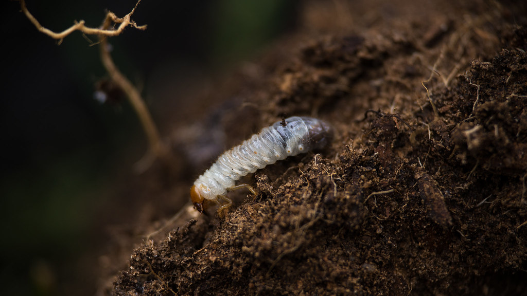A pale C-shaped white grub with a dark head and short legs lying in dark crumbly soil next to fine plant roots