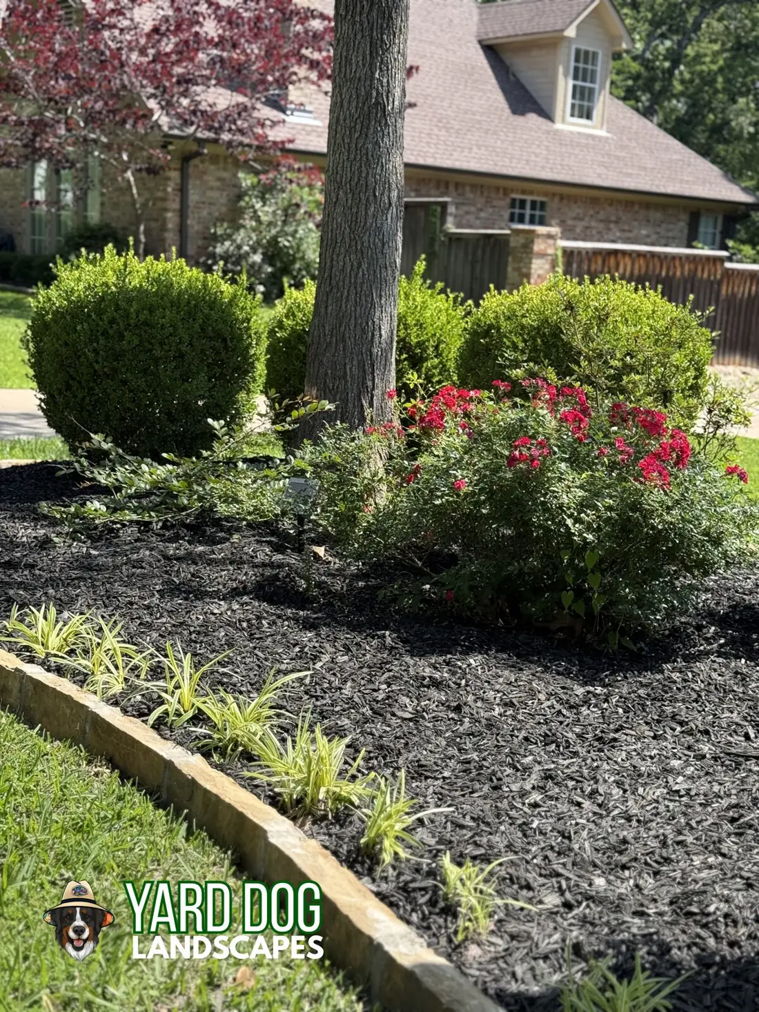 A freshly mulched East Texas front-yard bed with globe boxwoods, a red knockout rose, sandstone block edging, and a clean liriope border