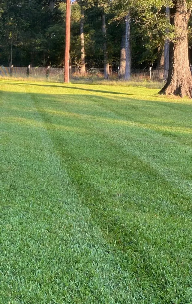 Thick striped bermuda lawn in East Texas