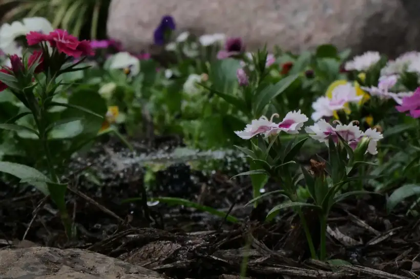 Dianthus in a fresh bed, East Texas