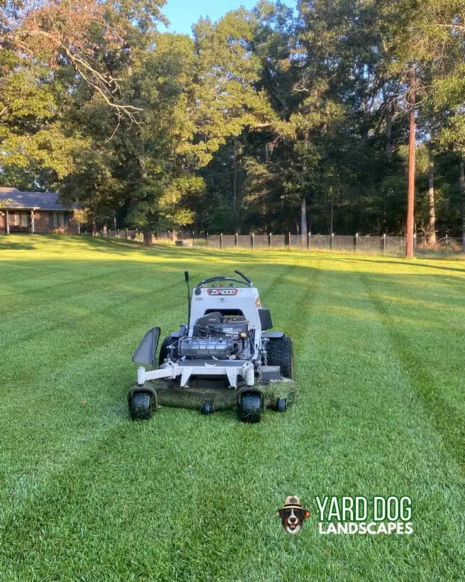 Striped lawn at golden hour, East Texas