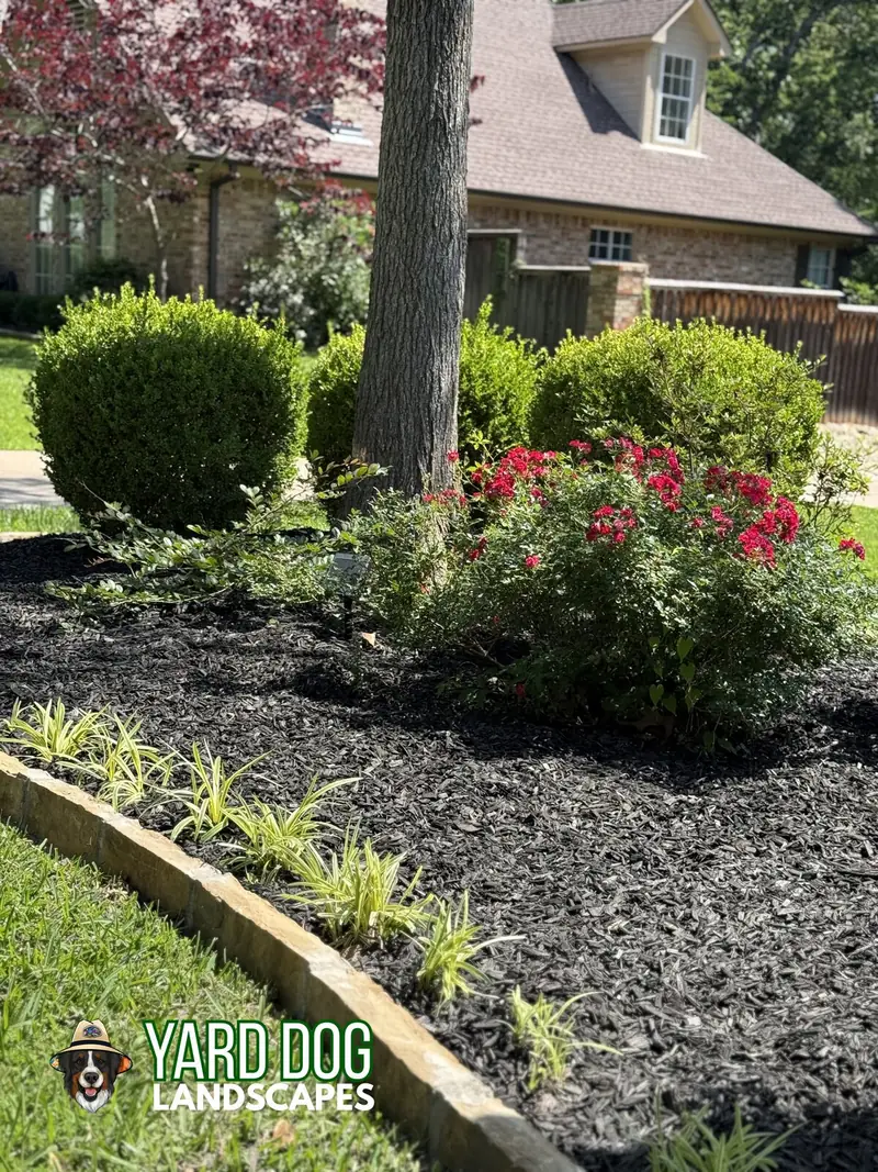 Knockout roses and boxwoods with sandstone edging, East Texas
