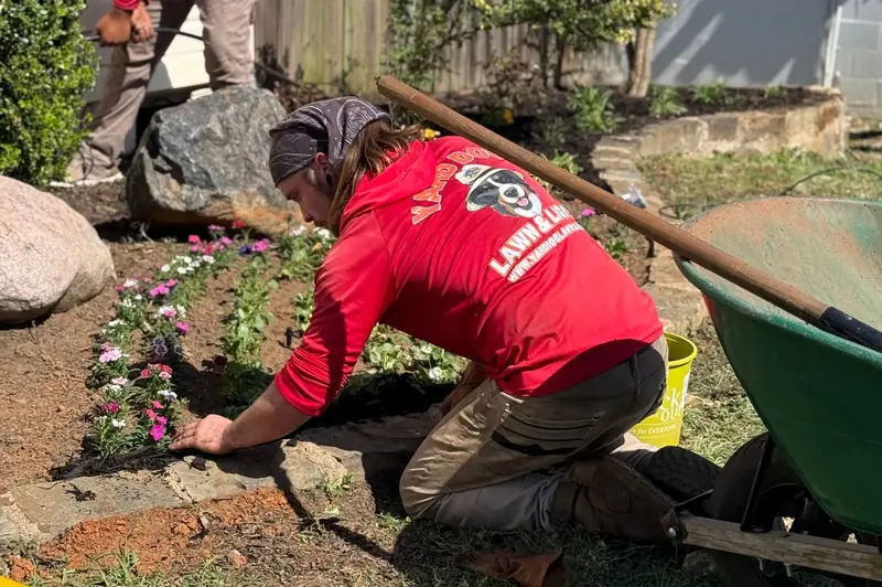 Planting dianthus and pansies, East Texas