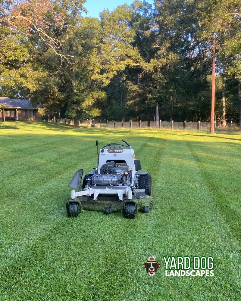 Striped lawn at golden hour, East Texas